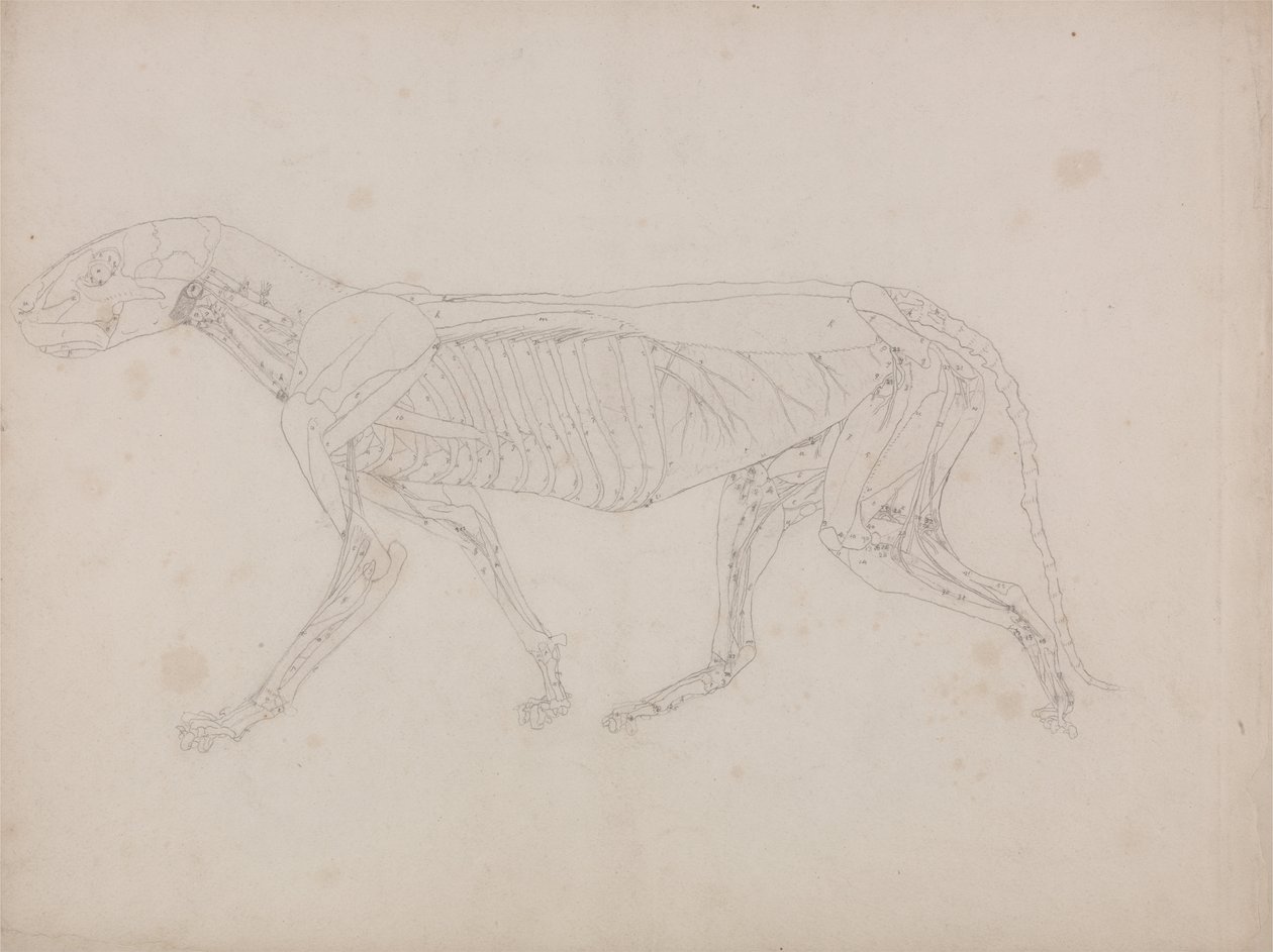 Exposición anatómica comparativa de la estructura del cuerpo humano con la de un tigre y un co... de George Stubbs