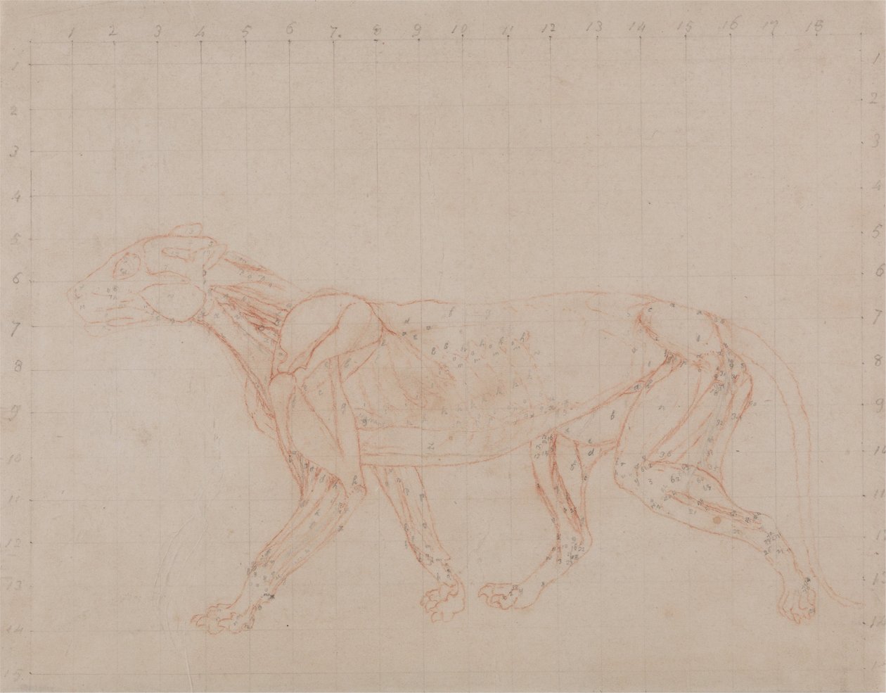 Exposición anatómica comparativa de la estructura del cuerpo humano con la de un tigre y un co... de George Stubbs