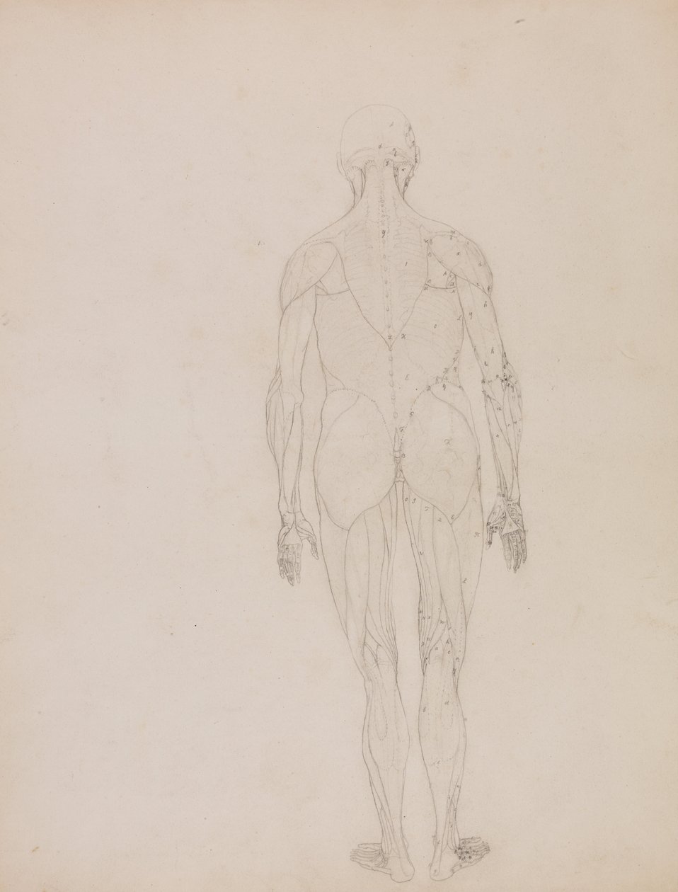 Exposición anatómica comparativa de la estructura del cuerpo humano con la de un tigre y un co... de George Stubbs