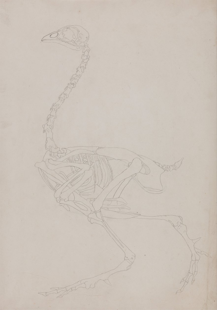 Exposición Anatómica Comparativa de la Estructura del Cuerpo Humano con la de un Tigre y un Co... de George Stubbs