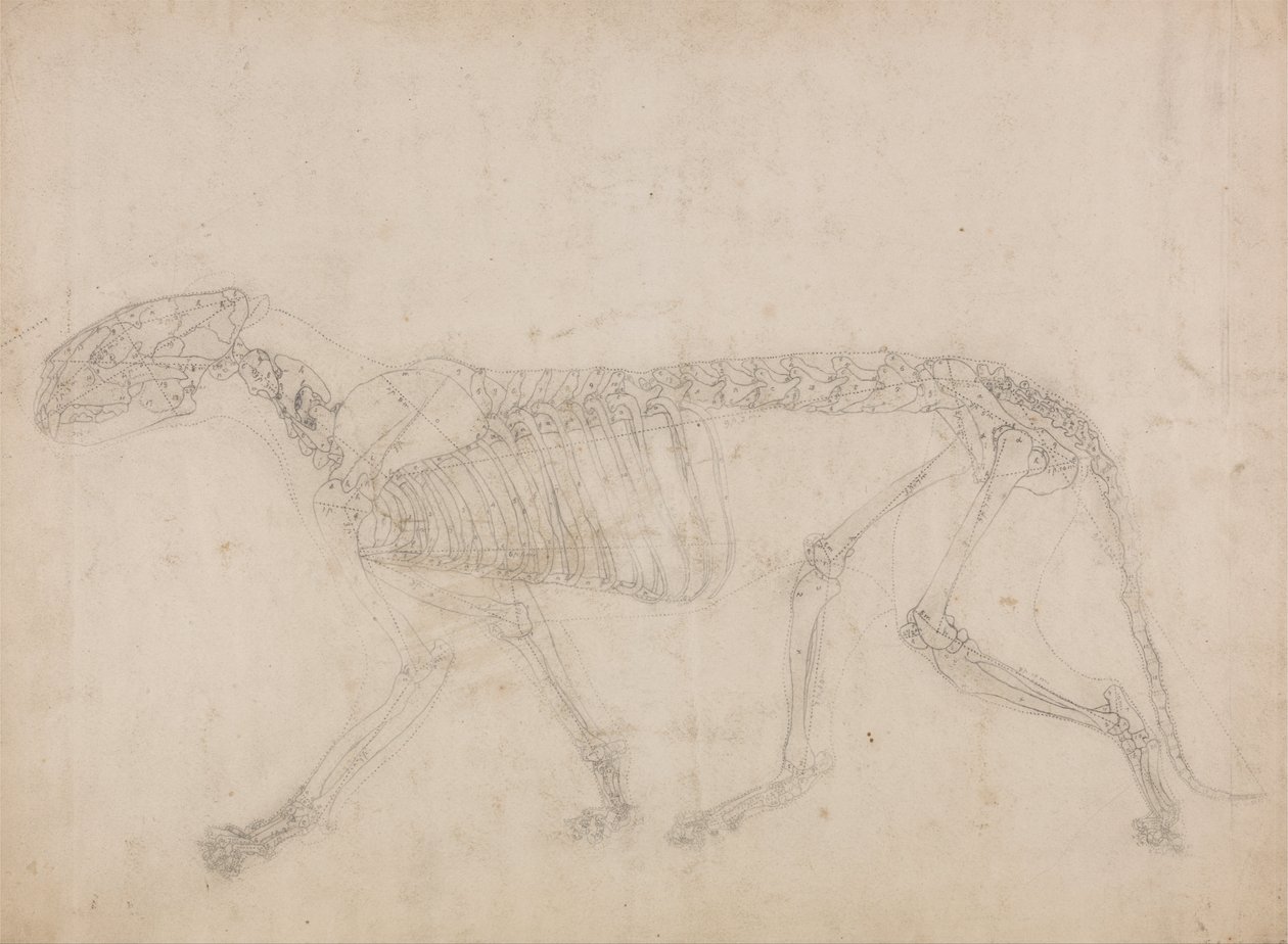 Exposición anatómica comparativa de la estructura del cuerpo humano con la de un tigre y un co... de George Stubbs