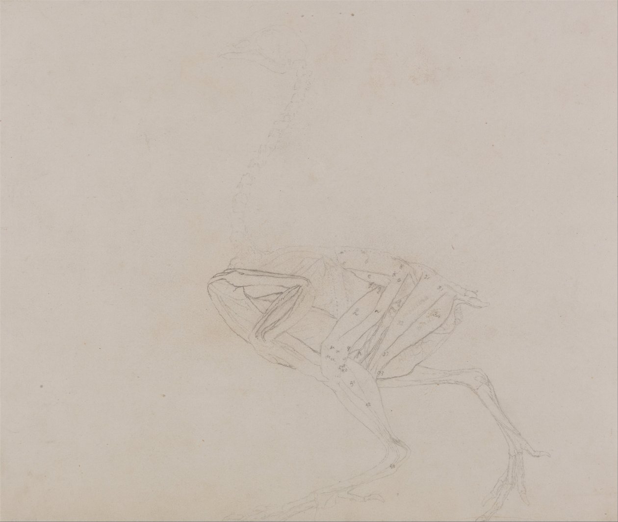 Exposición anatómica comparativa de la estructura del cuerpo humano con la de un tigre y un co... de George Stubbs
