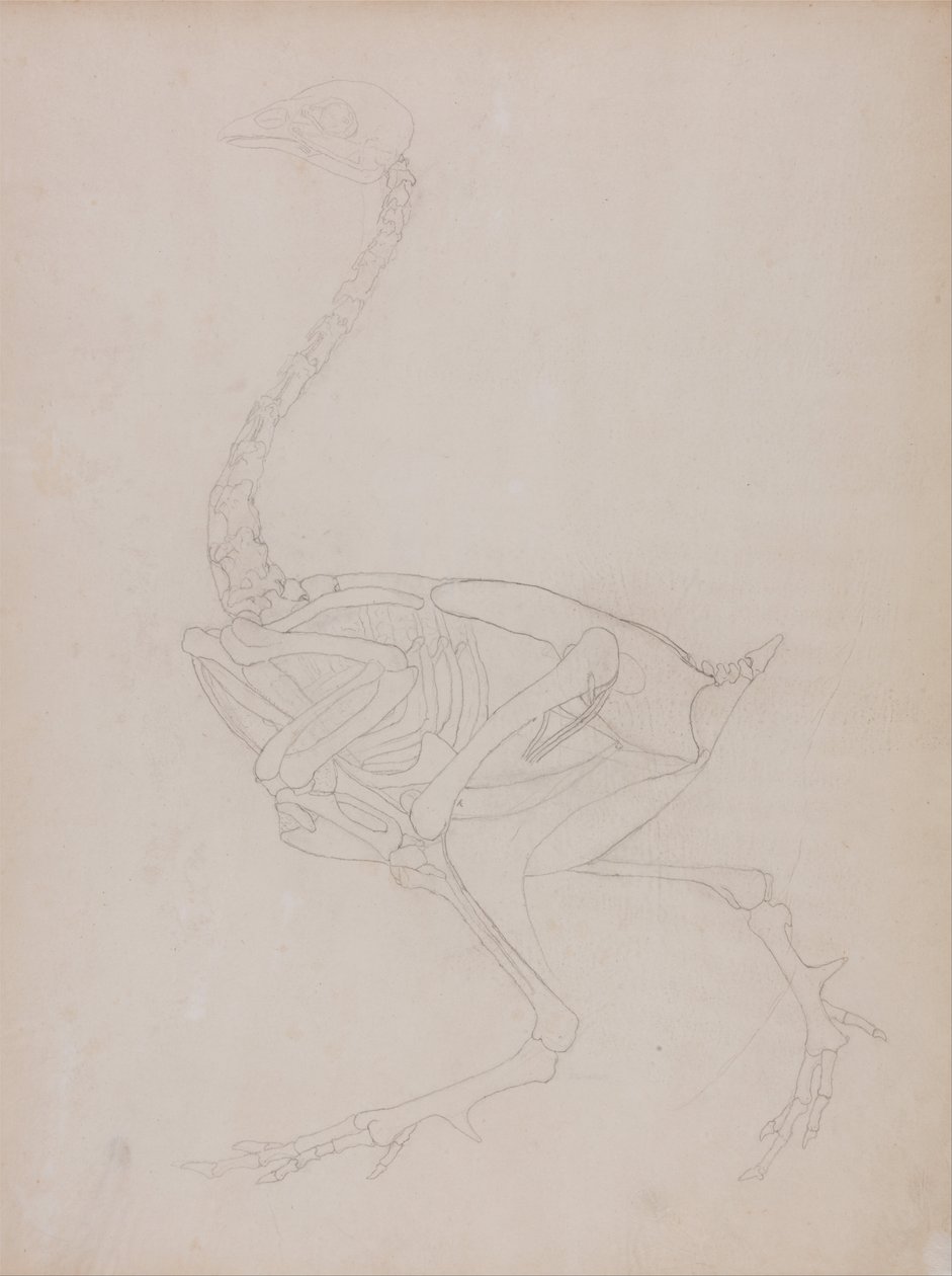 Exposición anatómica comparativa de la estructura del cuerpo humano con la de un tigre y una vaca de George Stubbs