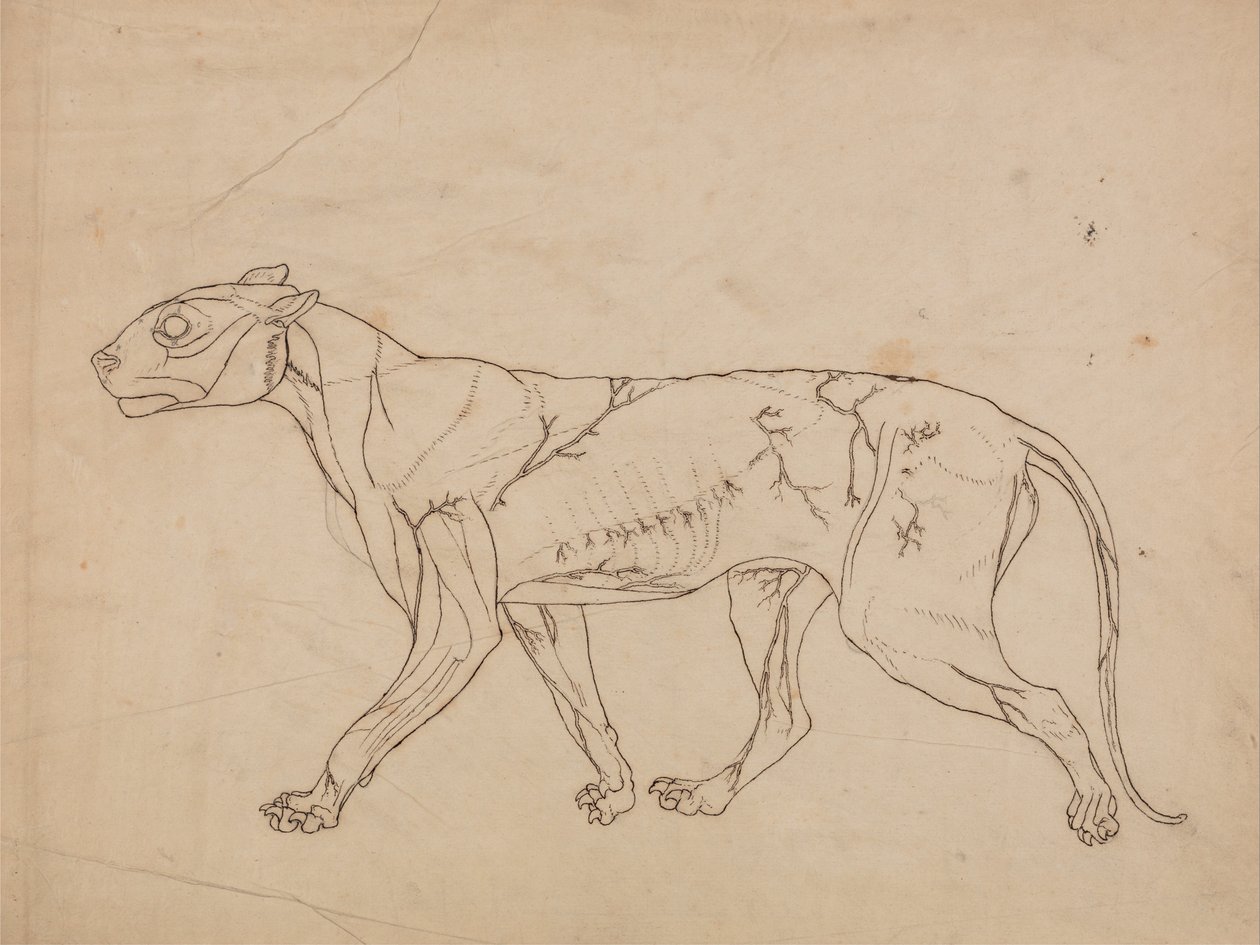 Exposición anatómica comparativa de la estructura del cuerpo humano con la de un tigre y un co... de George Stubbs