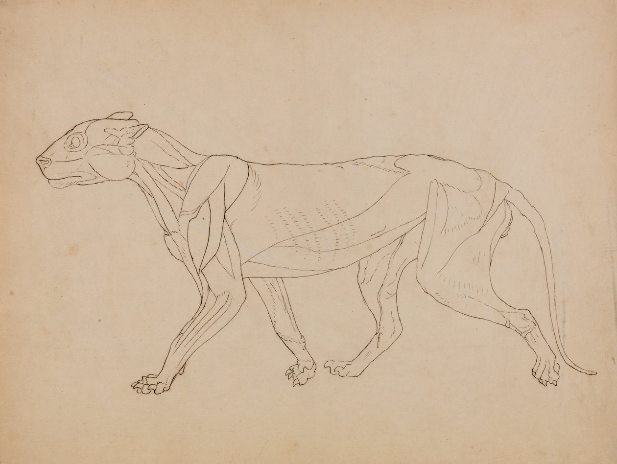 Exposición anatómica comparativa de la estructura del cuerpo humano con la de un tigre y un co... de George Stubbs