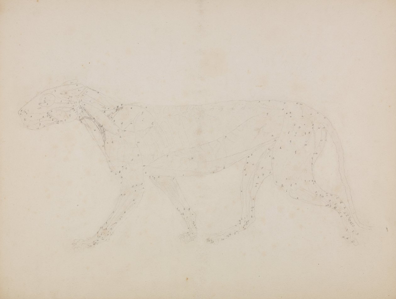 Exposición anatómica comparativa de la estructura del cuerpo humano con la de un tigre y un co... de George Stubbs