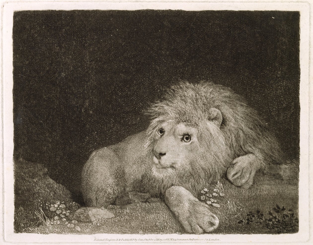 Un león (un león recostado) grabado por el artista, pub. 1788 de George Stubbs