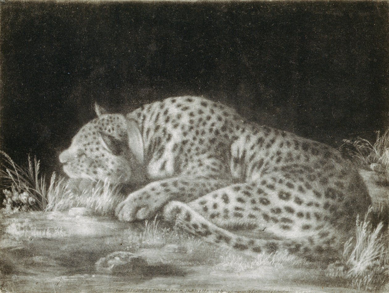 Un tigre (Un guepardo durmiendo) de George Stubbs
