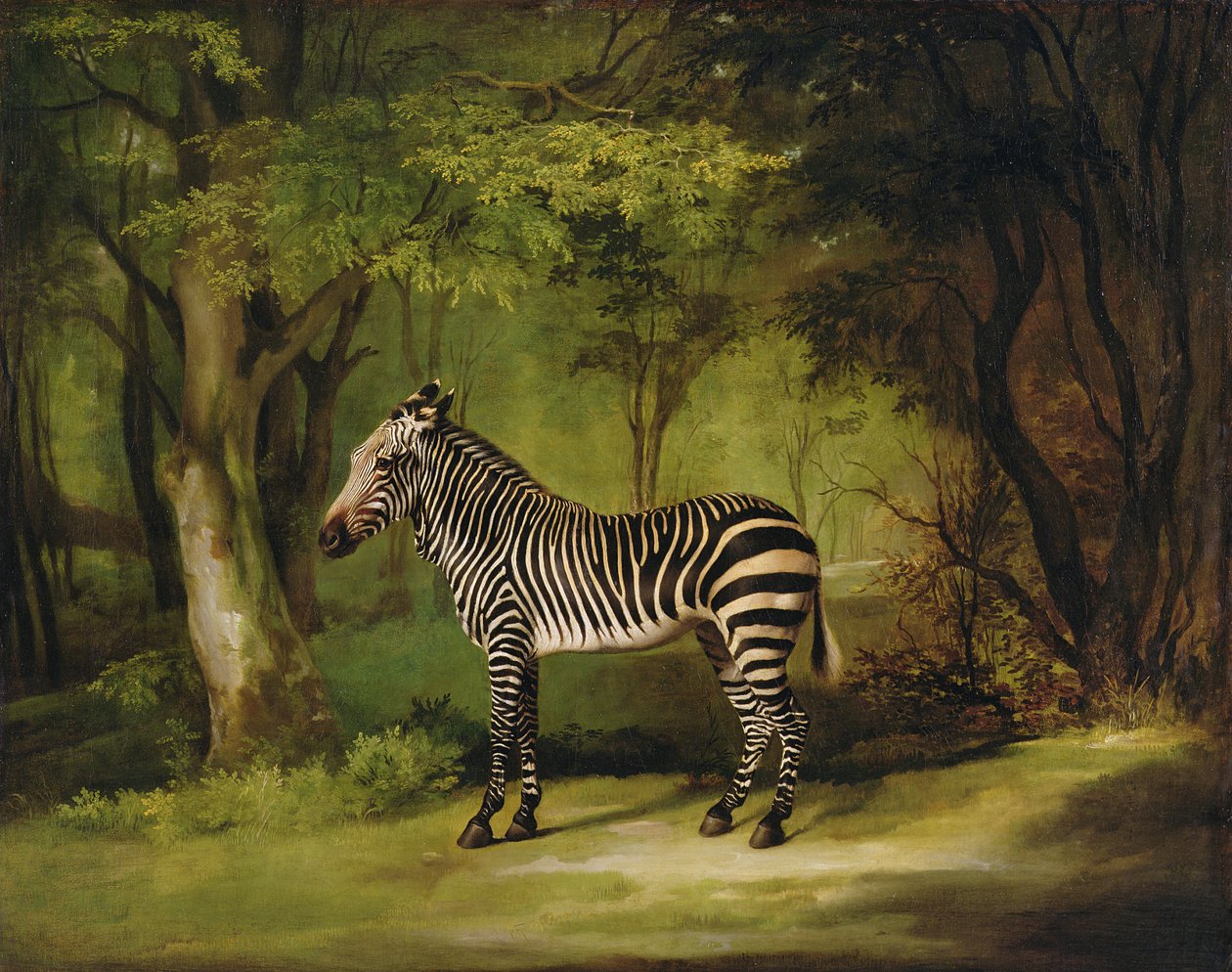 Una cebra, 1763 de George Stubbs