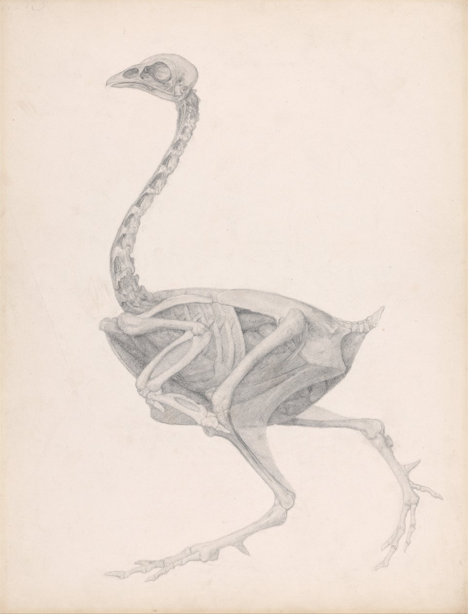 Exposición anatómica comparativa de la estructura del cuerpo humano de un avestruz de George Stubbs