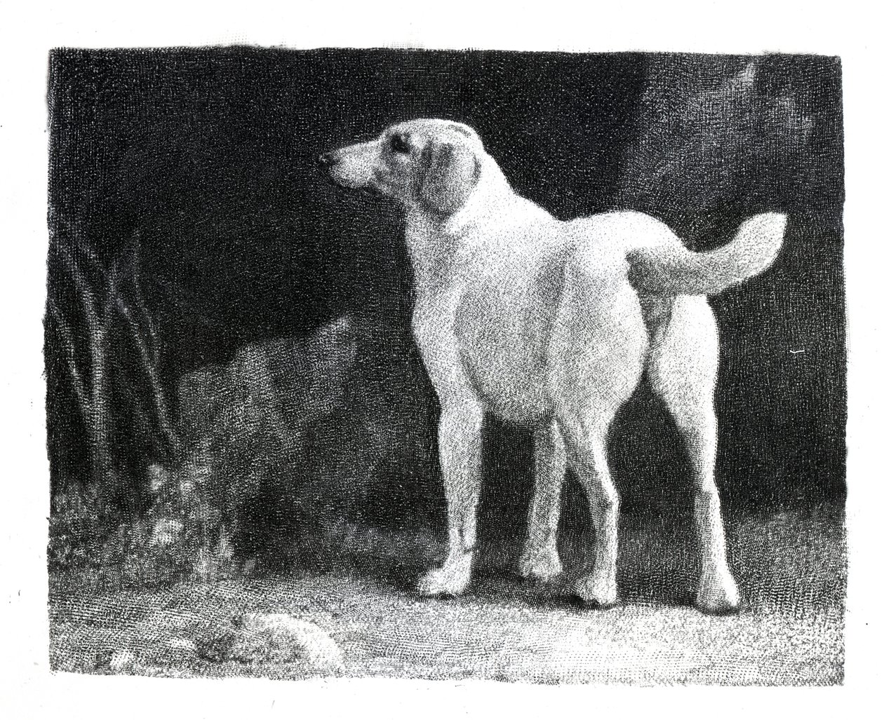 Perro, 1788 de George Stubbs