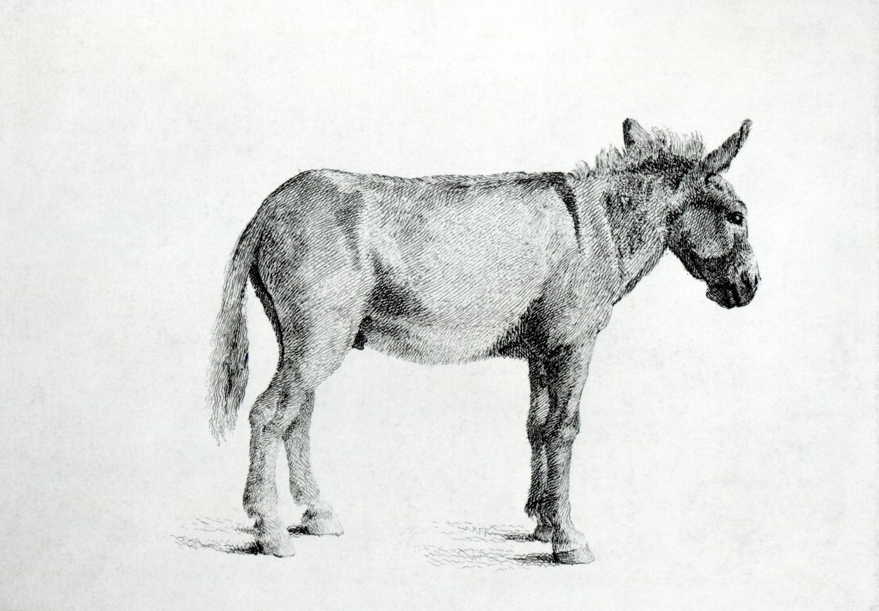 Burro 1766 de George Stubbs