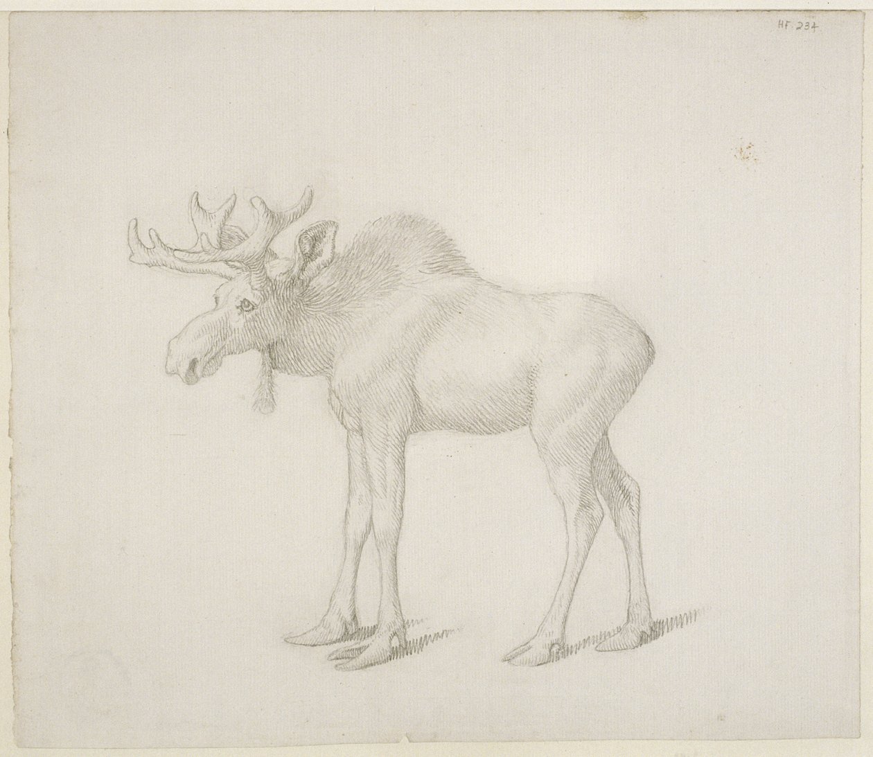 Dibujo del segundo alce toro del duque de Richmond de George Stubbs