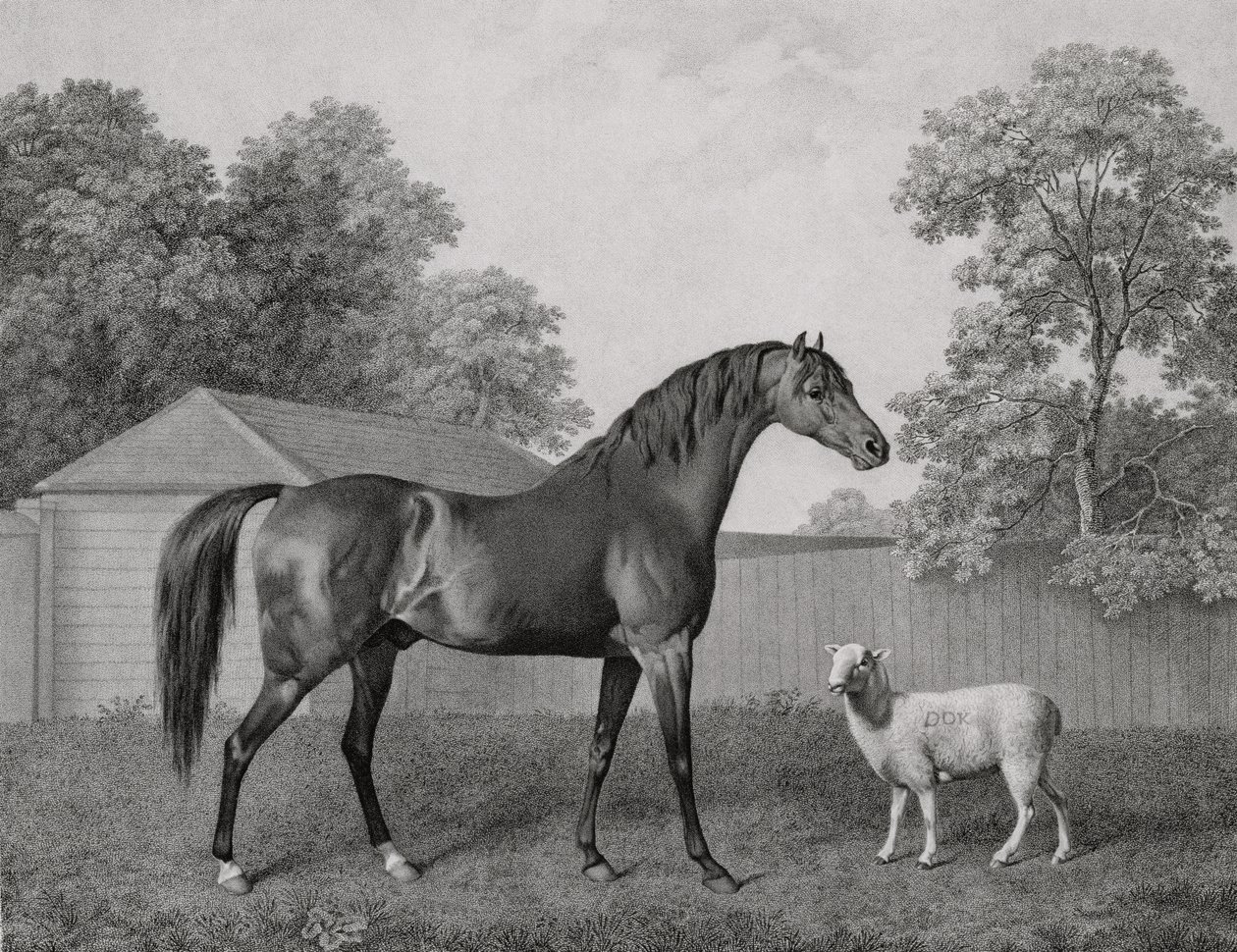 Dungannon, grabado por George Townley Stubbs (1756-1815) pub. 1794 de George Stubbs
