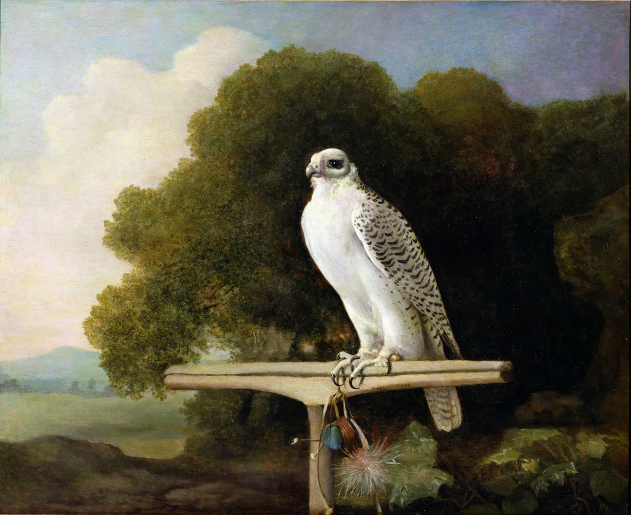 Halcón de Groenlandia (Halcón gris), 1780 de George Stubbs