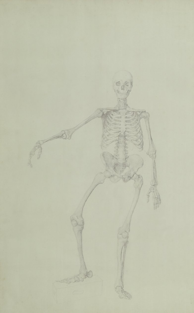 Esqueleto humano, vista anterior, brazo derecho extendido, ilustración de 