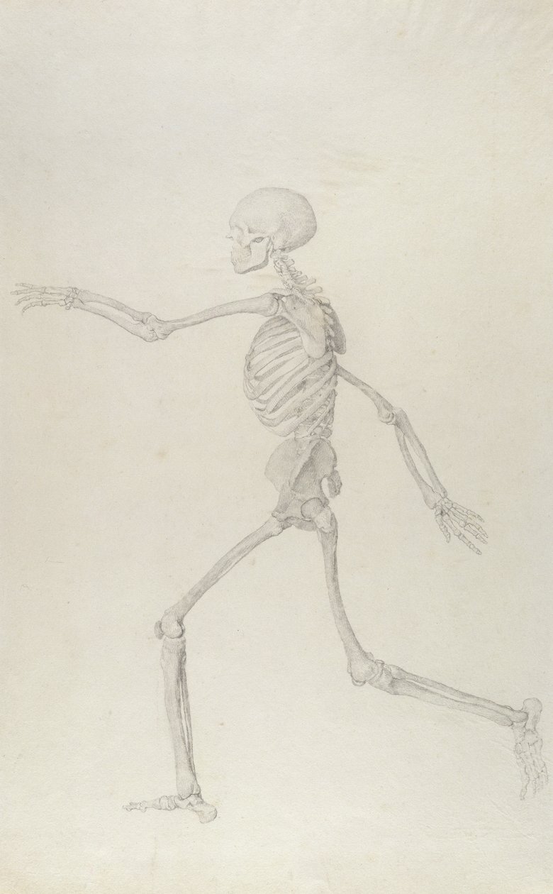 Esqueleto humano, vista lateral desde la izquierda, corriendo, ilustración de 