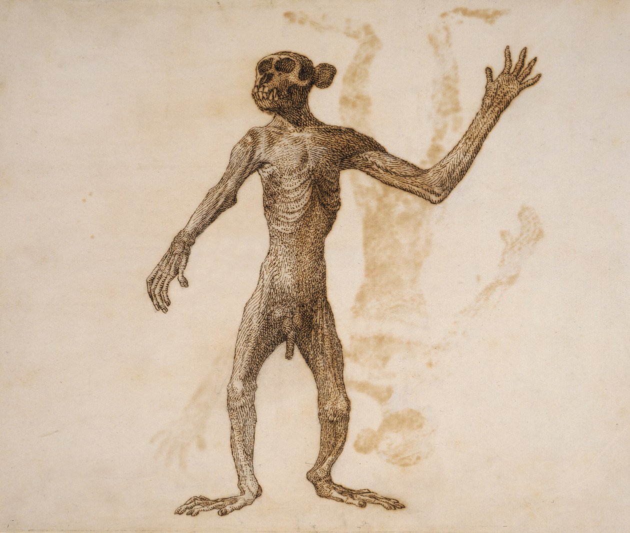 Mono de pie, vista anterior de George Stubbs
