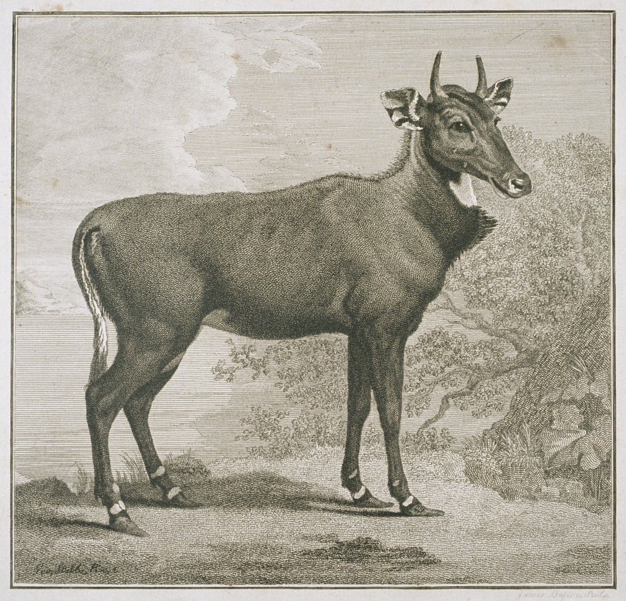 Plato del Nyl-ghan, grabado por James Basire (1730-1802) de George Stubbs