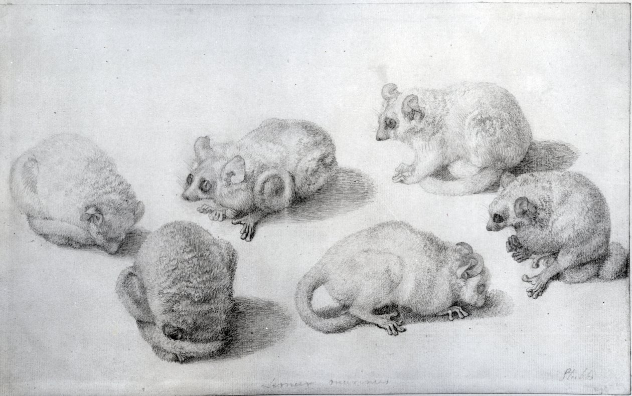Estudios de un lémur, 1773 (grafito sobre papel) de George Stubbs