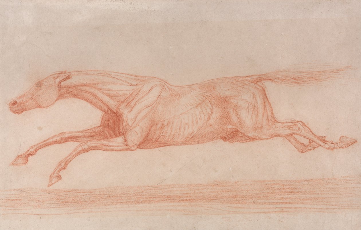 Estudio de un caballo de carreras en acción- galopando a la izquierda, un estudio semi-anatómico, con la piel desollada para mostrar... de George Stubbs