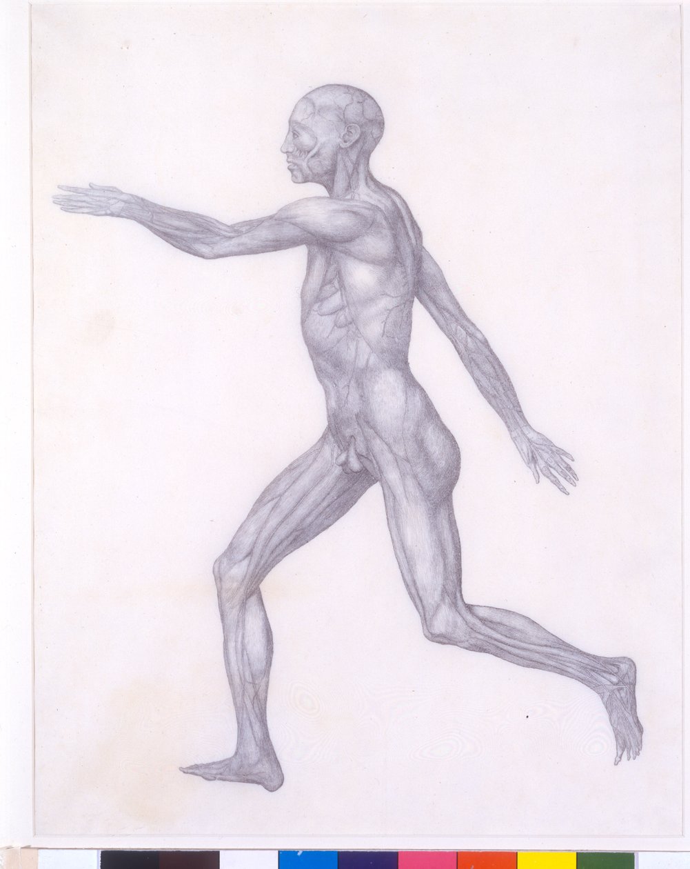 La figura humana, vista lateral, de la serie 