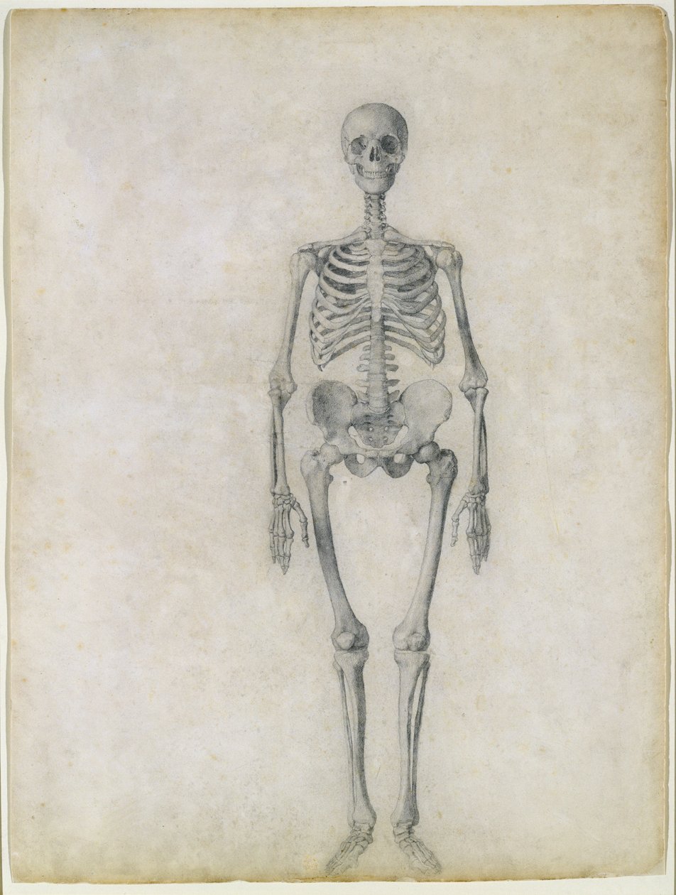 El esqueleto humano, vista anterior, de la serie 