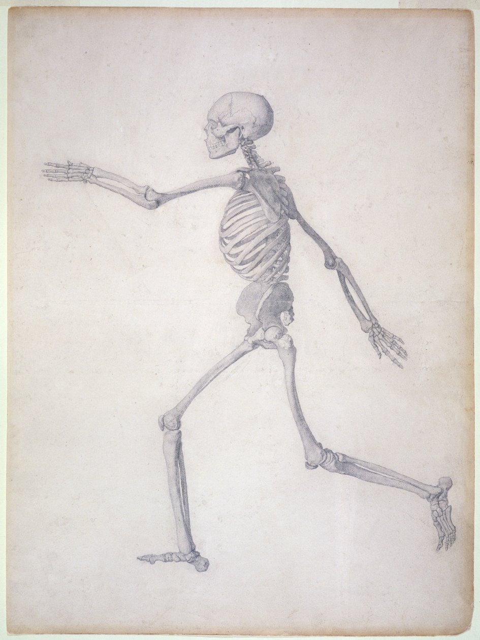 El esqueleto humano, vista lateral, de la serie 