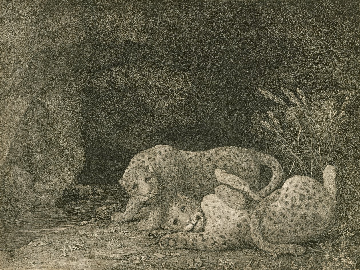 Tigres jugando, grabado por el artista, pub. 1789 de George Stubbs