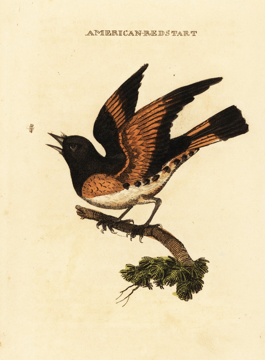 Reinita norteña, Setophaga ruticilla de George (after) Edwards