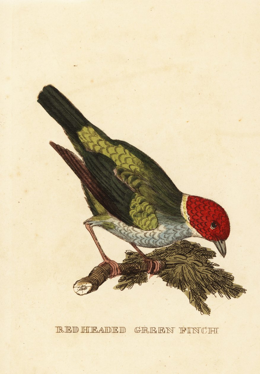 Tangara cabecirrufa, Tangara gyrola de George (after) Edwards