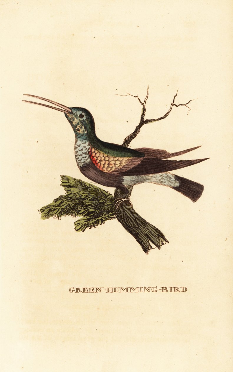 Colibrí de vientre negro, Eupherusa nigriventris, hembra de George (after) Edwards