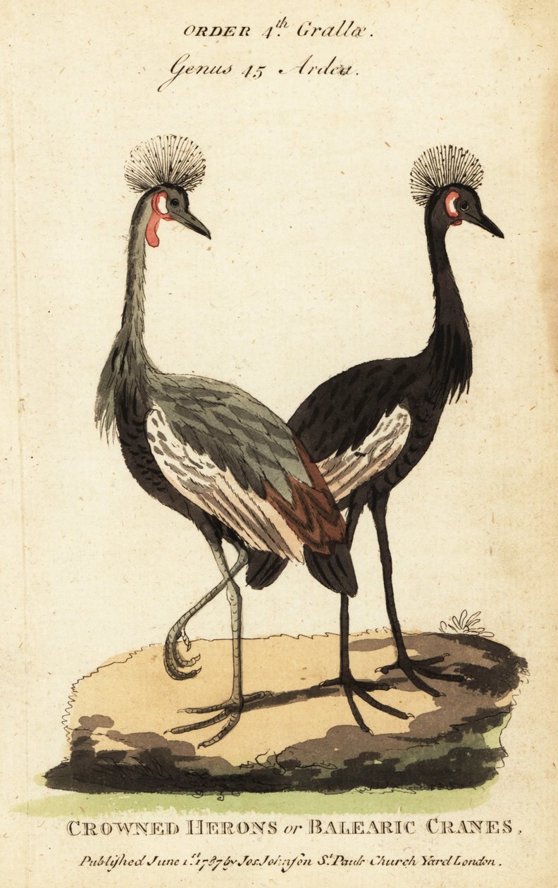 Grulla coronada negra, Balearica pavonina de George (after) Edwards