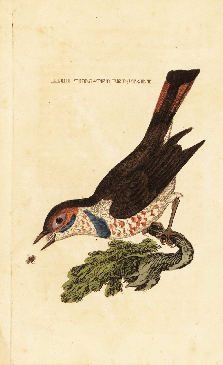Pechiazul, Luscinia svecica de George (after) Edwards