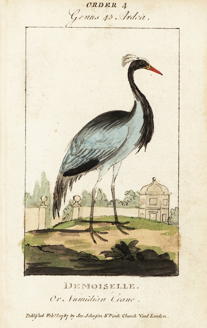 Grulla demoiselle o grulla numidiana, Grus virgo de George (after) Edwards