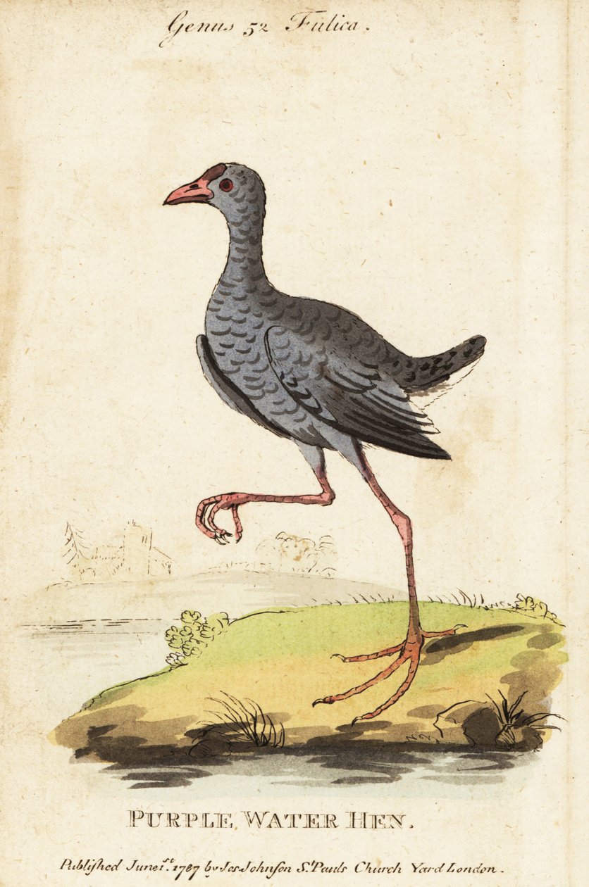 Calamón de cabeza gris, Porphyrio poliocephalus de George (after) Edwards