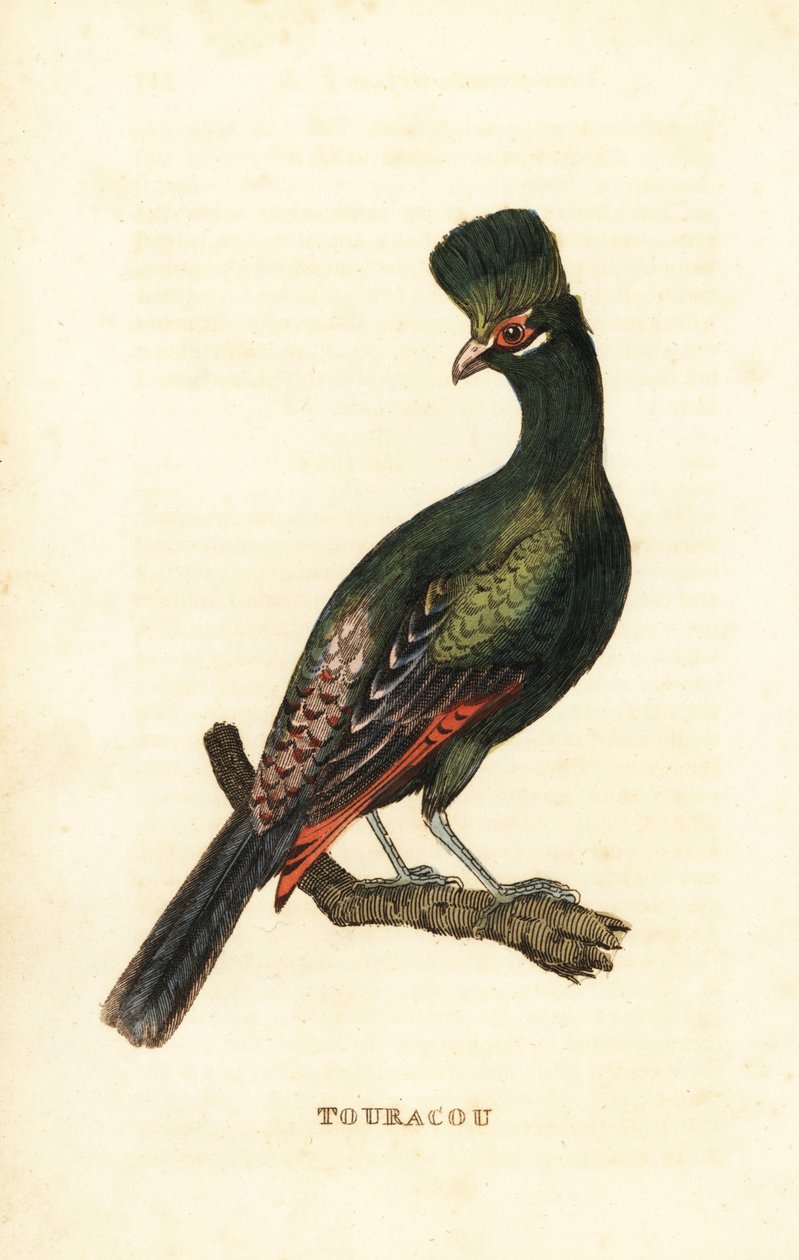 Turaco de Guinea o turaco verde, Tauraco persa de George (after) Edwards