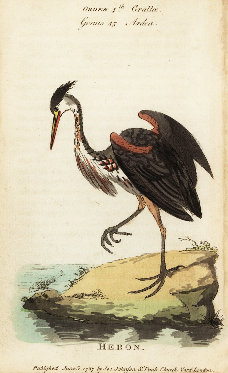 Garza ceniza norteamericana, Ardea fusca de George (after) Edwards