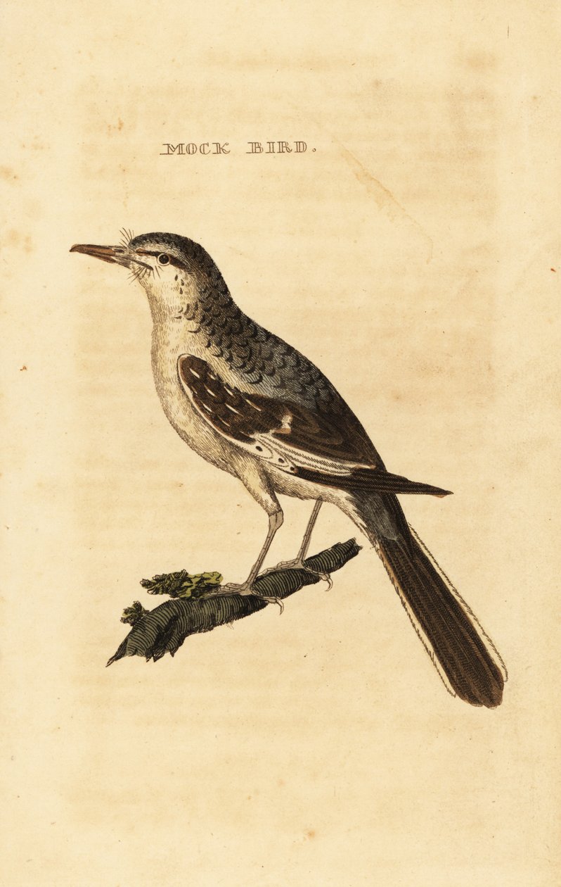 Sinsonte norteño, Mimus polyglottos de George (after) Edwards