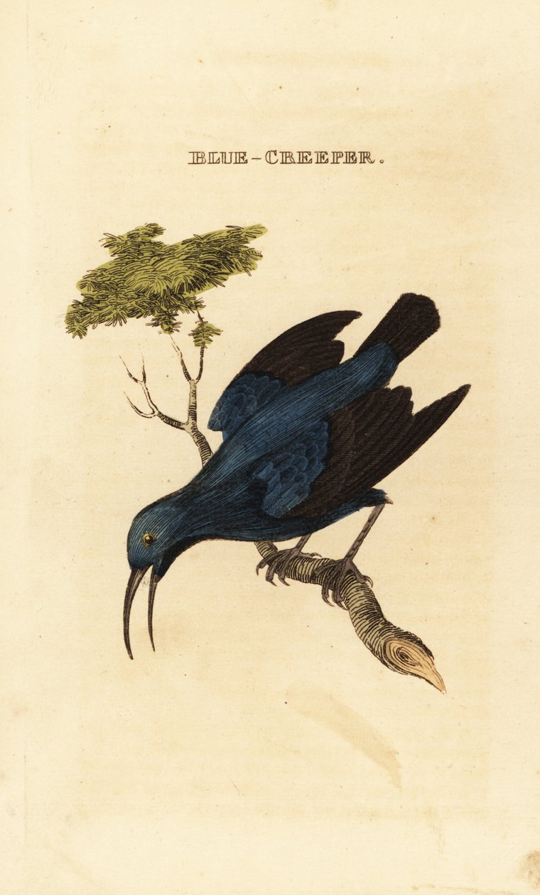 Mielero púrpura, Cyanerpes caeruleus de George (after) Edwards