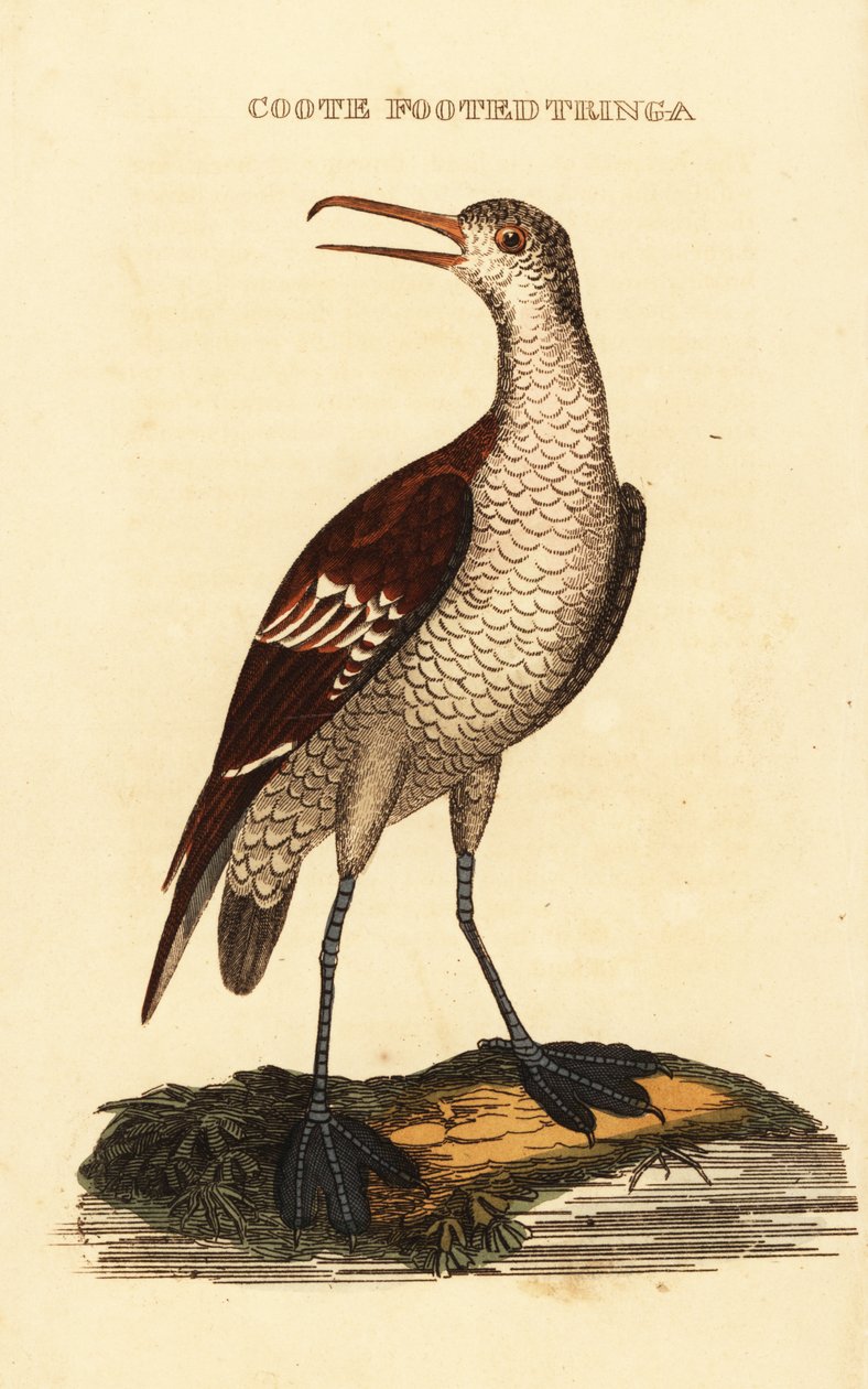Falaropo picofino, Phalaropus lobatus de George (after) Edwards