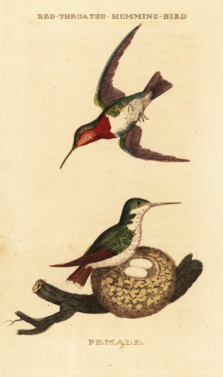 Colibrí garganta rubí, Archilochus colubris de George (after) Edwards