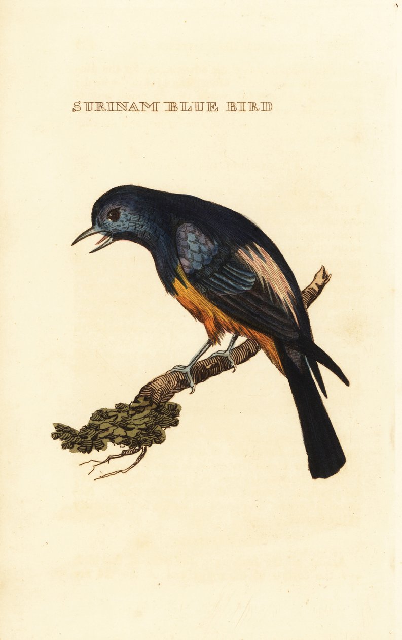 Tangara de pecho plateado, Tangara velia de George (after) Edwards