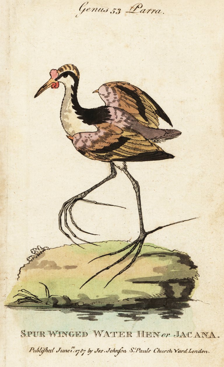 Jacana de barbillones, Jacana jacana de George (after) Edwards