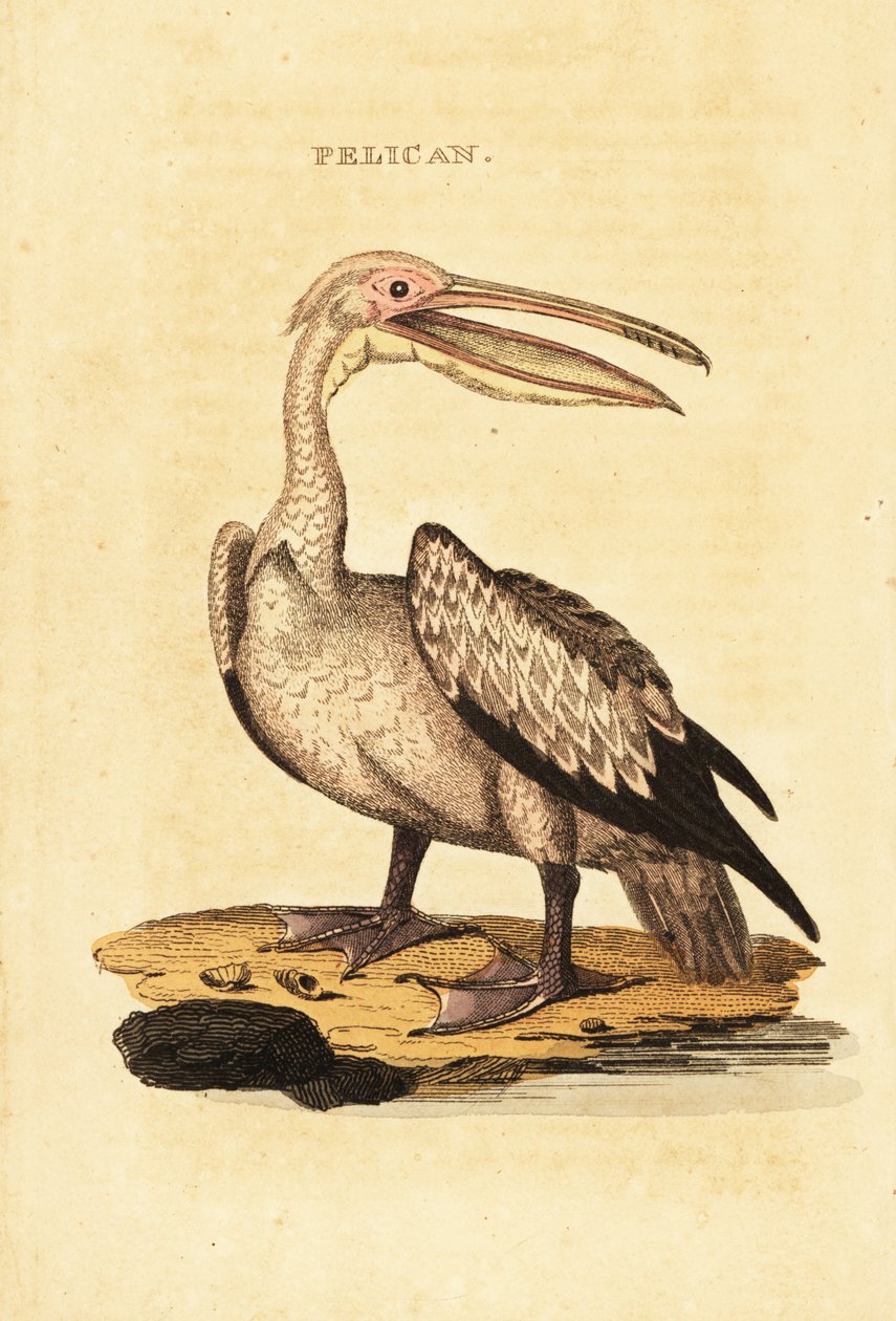 Pelícano blanco grande, Pelecanus onocrotalus de George (after) Shaw