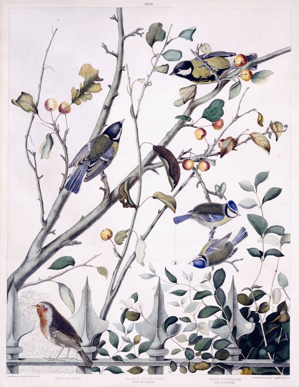 Pecho rojo (petirrojo), carbonero común (macho y hembra) y herrerillo común (macho y hembra), c.1841 (grabado coloreado a mano) de George (after) Shield