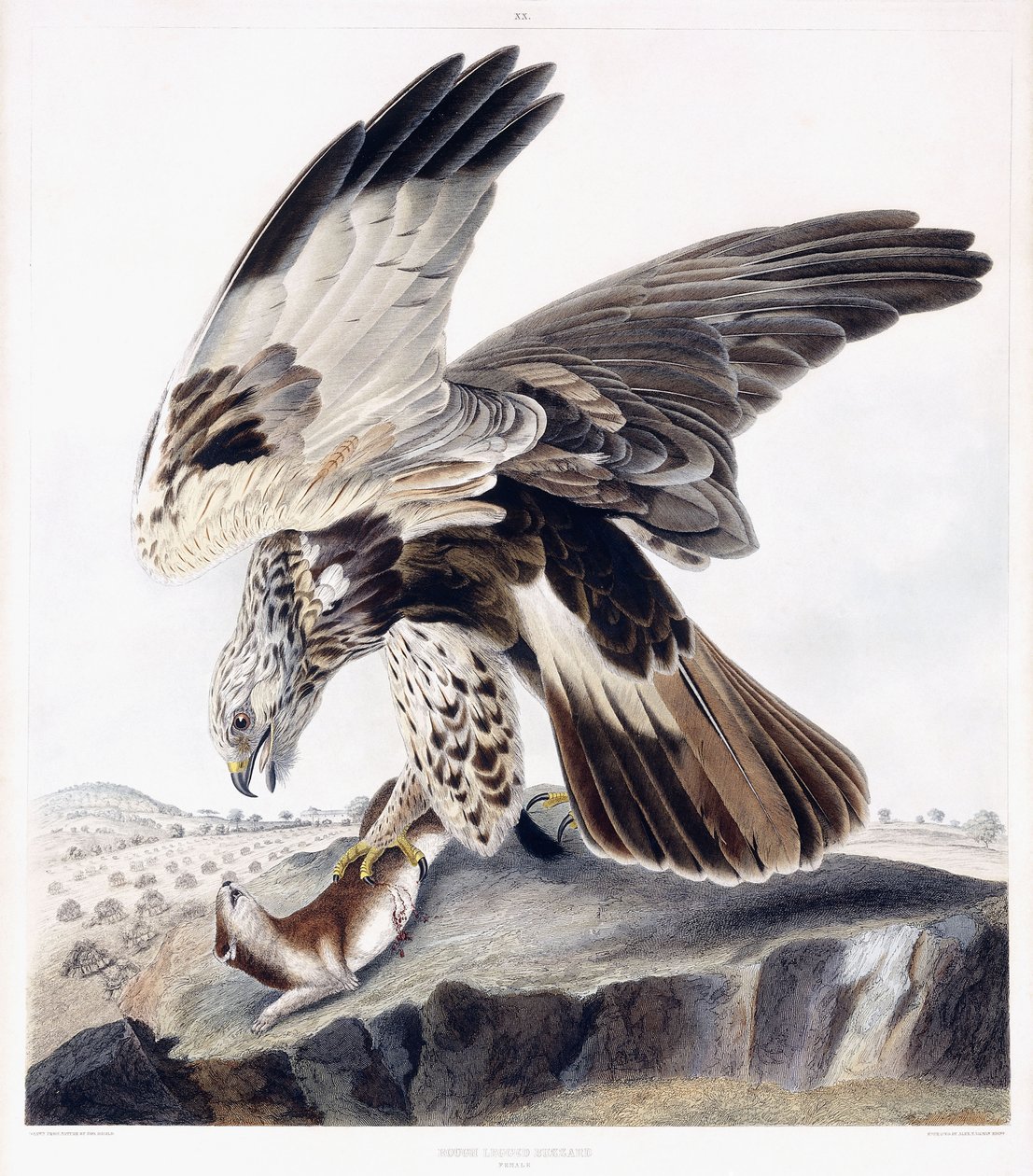 Rough Legged Buzzard (Female), c.1841 (grabado coloreado a mano) de George (after) Shield