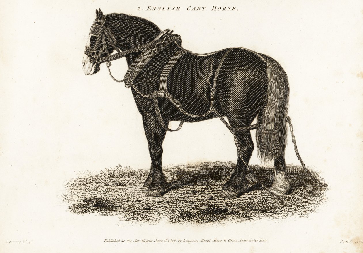 Caballo de tiro inglés o caballo de tiro de Shire. de George (after) Stubbs