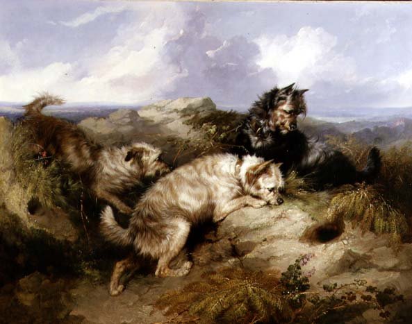 Un Dandy Dinmont y dos Cairns cazando conejos de George Armfield