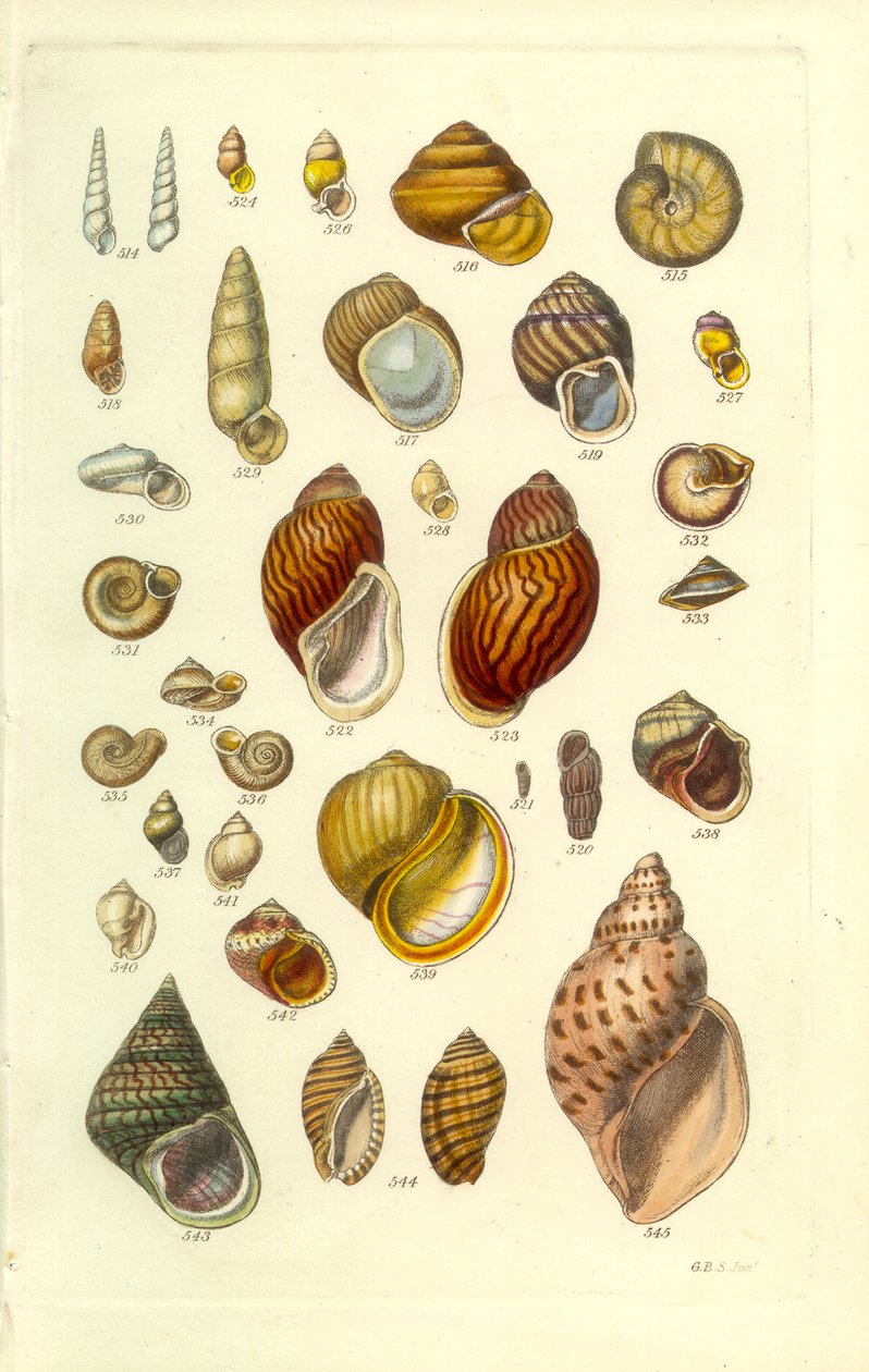 Manual Conchológico, Placa 25. Conchas terrestres coloridas de George B. Sowerby